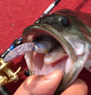 hideup 久次米良信 ブログ写真 2017/03/08