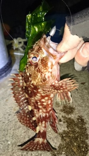 hideup 久次米良信 ブログ写真 2016/12/14