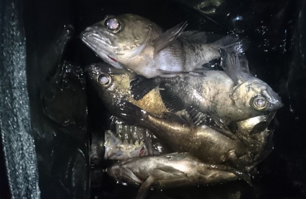 hideup 久次米良信 ブログ写真 2017/03/04