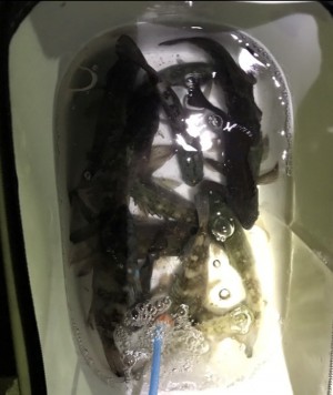 hideup 久次米良信 ブログ写真 2017/01/21