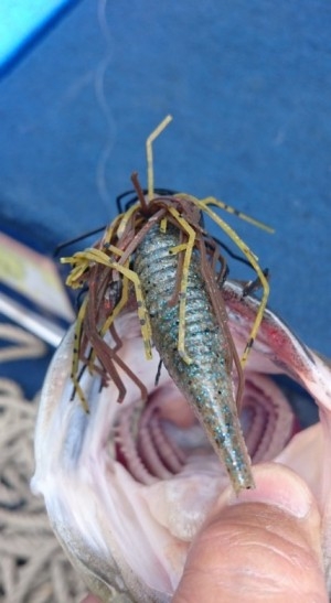 hideup 久次米良信 ブログ写真 2016/05/16