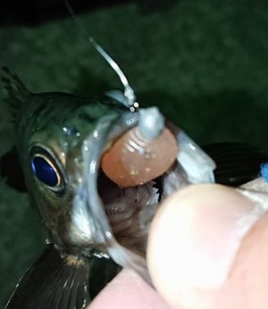 hideup 久次米良信 ブログ写真 2017/12/21