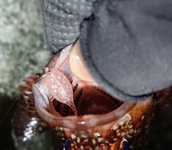 hideup 久次米良信 ブログ写真 2017/12/22