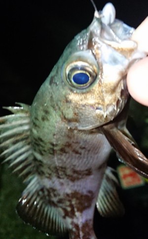 hideup 久次米良信 ブログ写真 2017/12/22