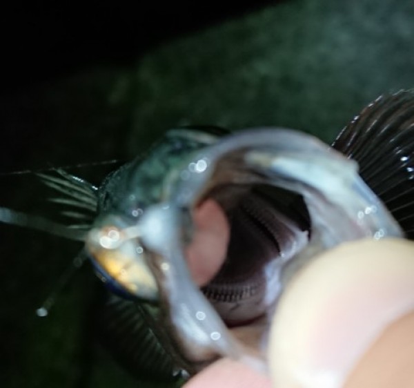 hideup 久次米良信 ブログ写真 2017/12/22