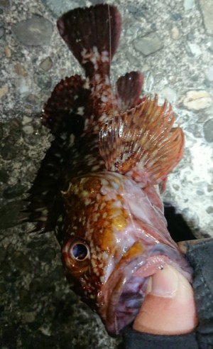 hideup 久次米良信 ブログ写真 2017/12/22