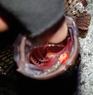 hideup 久次米良信 ブログ写真 2018/01/15