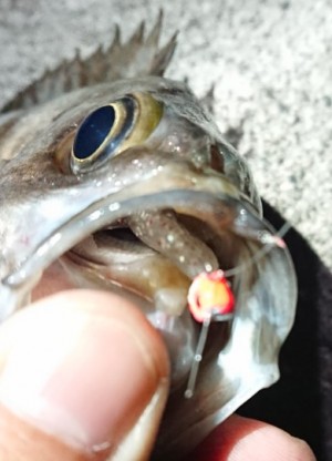 hideup 久次米良信 ブログ写真 2018/01/16