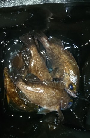 hideup 久次米良信 ブログ写真 2018/01/16