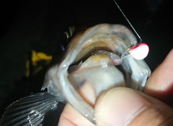 hideup 久次米良信 ブログ写真 2018/01/16