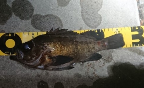 hideup 久次米良信 ブログ写真 2018/01/20