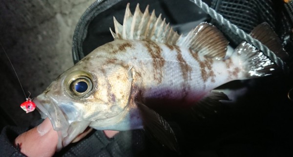 hideup 久次米良信 ブログ写真 2018/01/20