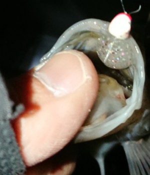 hideup 久次米良信 ブログ写真 2018/01/20