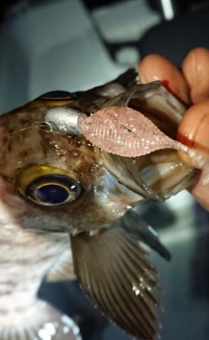 hideup 久次米良信 ブログ写真 2018/01/22