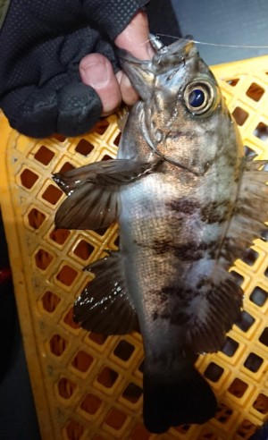 hideup 久次米良信 ブログ写真 2018/01/22