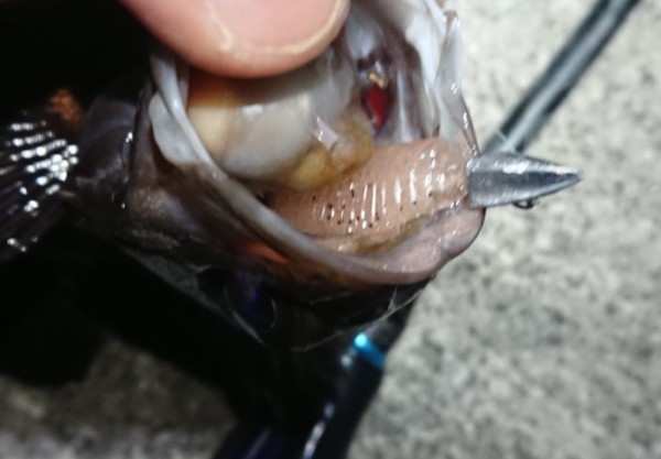 hideup 久次米良信 ブログ写真 2018/02/15