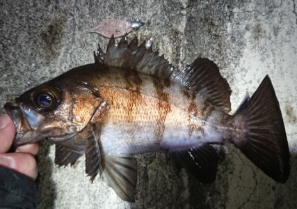 hideup 久次米良信 ブログ写真 2018/02/15