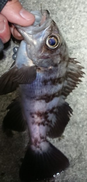 hideup 久次米良信 ブログ写真 2018/02/17