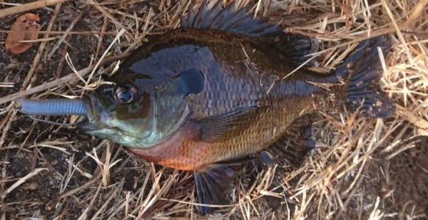 hideup 久次米良信 ブログ写真 2018/03/13