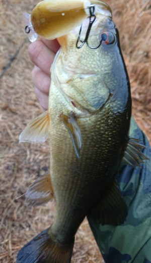 hideup 久次米良信 ブログ写真 2018/03/22