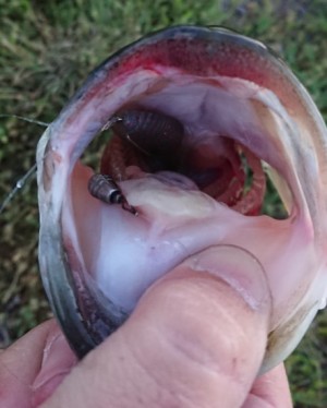 hideup 久次米良信 ブログ写真 2018/04/19