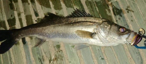 hideup 久次米良信 ブログ写真 2018/05/02