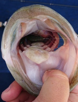 hideup 久次米良信 ブログ写真 2018/05/11