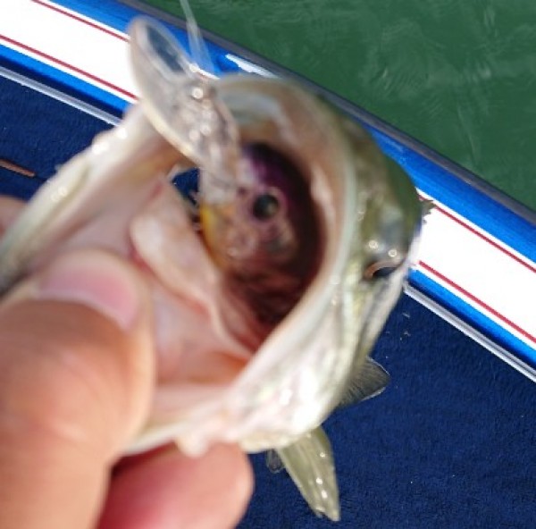 hideup 久次米良信 ブログ写真 2018/06/04