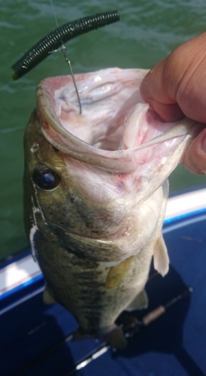 hideup 久次米良信 ブログ写真 2018/06/18