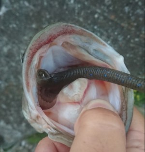 hideup 久次米良信 ブログ写真 2018/07/05