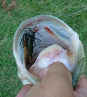 hideup 久次米良信 ブログ写真 2018/07/21