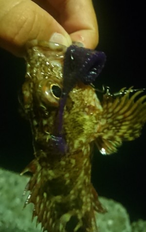 hideup 久次米良信 ブログ写真 2018/08/07