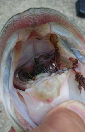 hideup 久次米良信 ブログ写真 2018/08/10