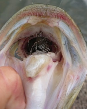 hideup 久次米良信 ブログ写真 2018/08/12