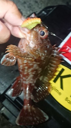 hideup 久次米良信 ブログ写真 2018/09/12