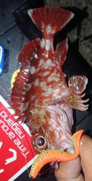 hideup 久次米良信 ブログ写真 2018/09/12