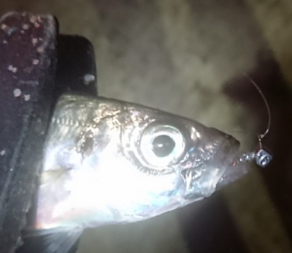 hideup 久次米良信 ブログ写真 2018/11/02