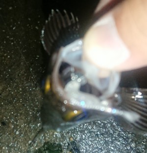 hideup 久次米良信 ブログ写真 2018/11/15