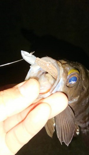 hideup 久次米良信 ブログ写真 2018/12/12