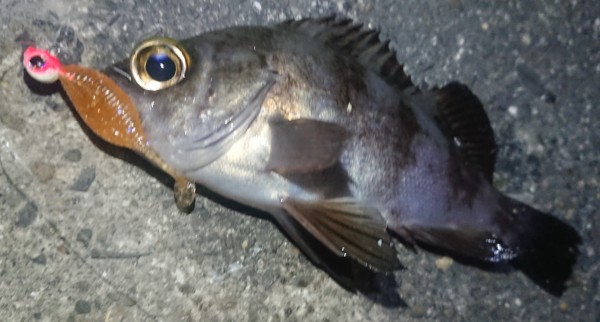 hideup 久次米良信 ブログ写真 2018/12/19