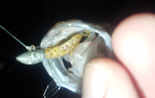 hideup 久次米良信 ブログ写真 2018/12/19