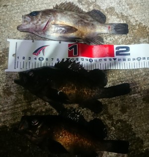 hideup 久次米良信 ブログ写真 2018/12/19