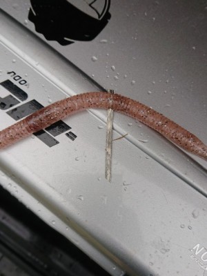 hideup 久次米良信 ブログ写真 2018/12/20