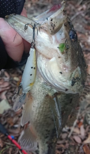 hideup 久次米良信 ブログ写真 2019/01/02