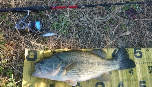 hideup 久次米良信 ブログ写真 2019/01/23