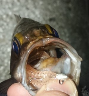 hideup 久次米良信 ブログ写真 2019/02/07