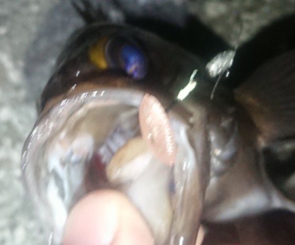 hideup 久次米良信 ブログ写真 2019/02/07