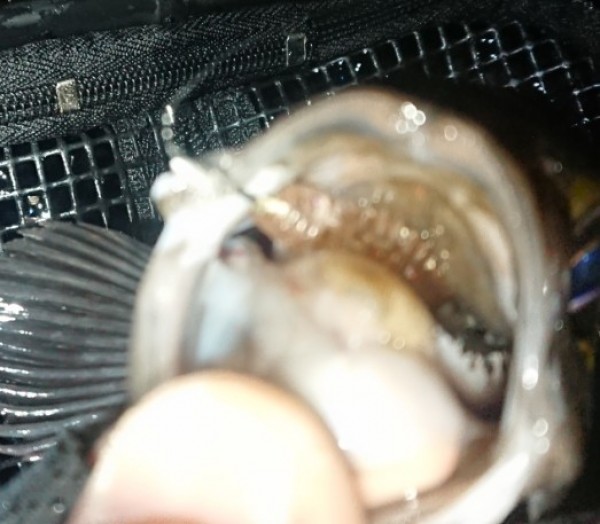 hideup 久次米良信 ブログ写真 2019/02/07