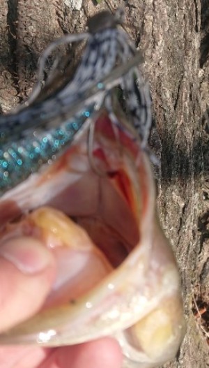 hideup 久次米良信 ブログ写真 2019/03/06