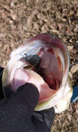 hideup 久次米良信 ブログ写真 2019/03/12